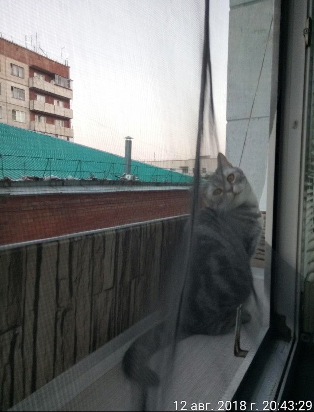 Балкон для кота на окно установлен у кого нить?