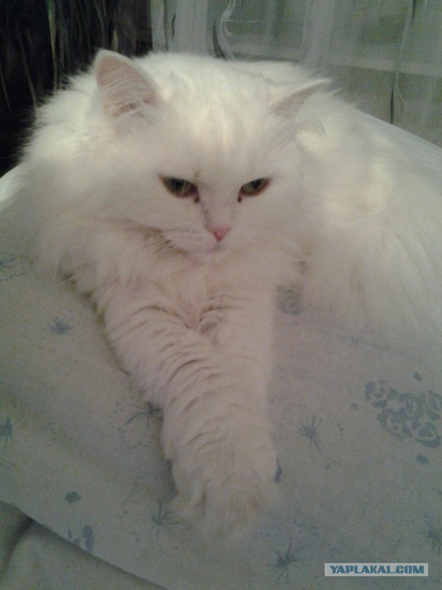 Котовторник 16.04.2013