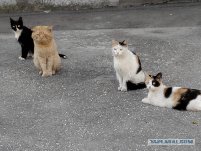 Кошаки на даче
