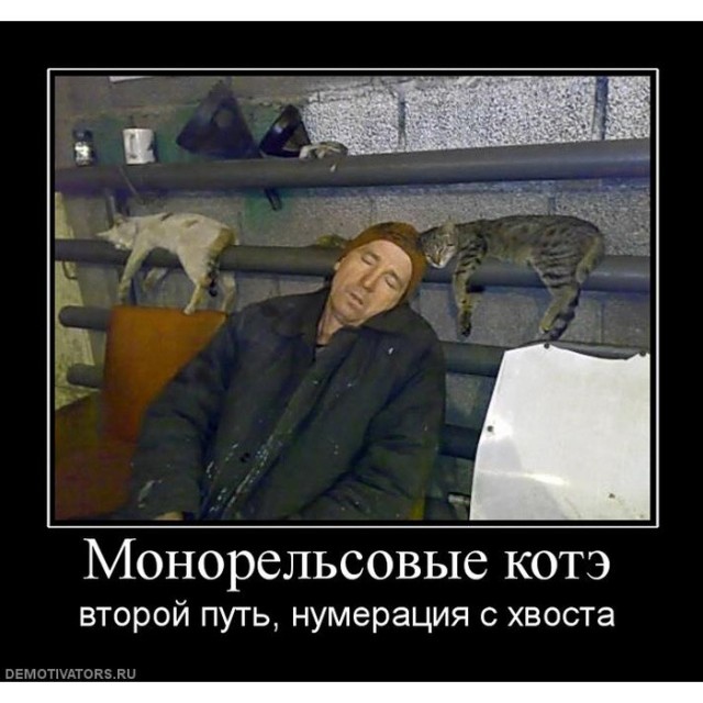 Коты на производстве