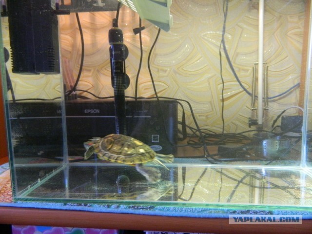 Черепашкин дом (22 фото).