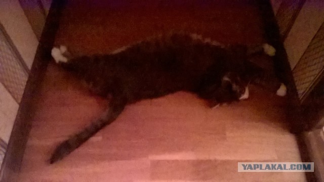 Котенок с приюта