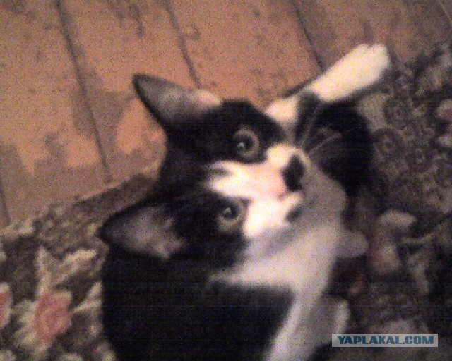 Котовторник  07.05.2013