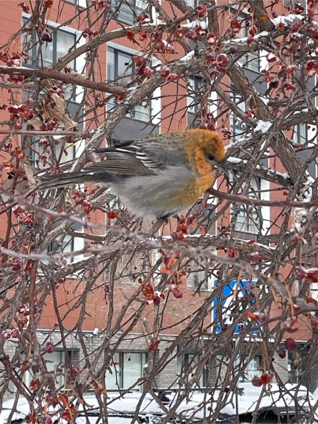 Свиристели, свиристели... пообедать прилетели!