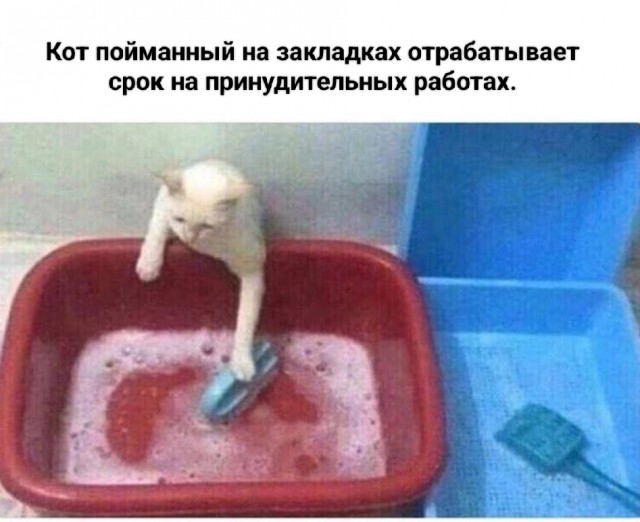 В Тольятти поймали кота-наркокурьера