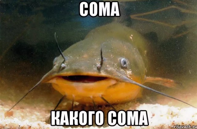 Обстановка на форуме молодых мамочек мотивирует рожать сома!