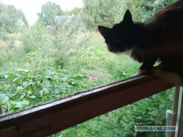 Жизнь домашнего приюта для котеек 509