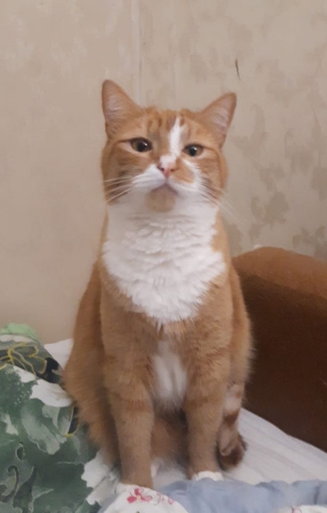 На котовторник