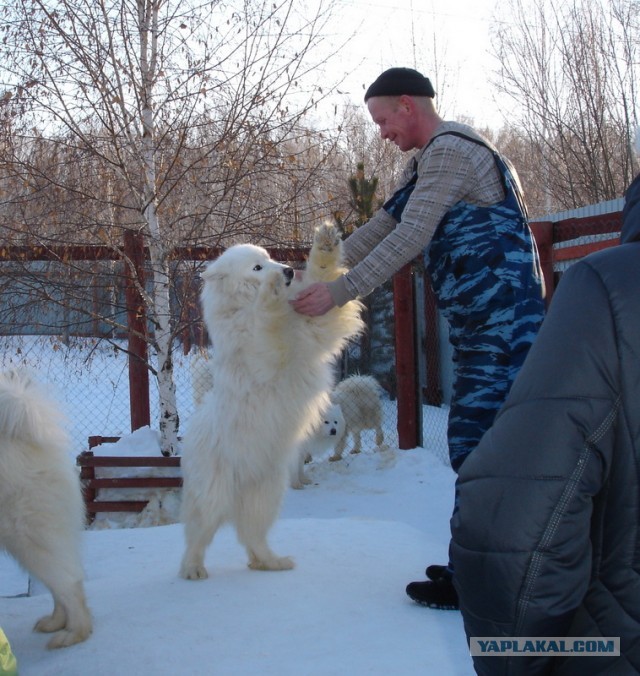 Сокровище севера