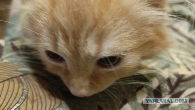 Причастия и отглагольные прилагательные