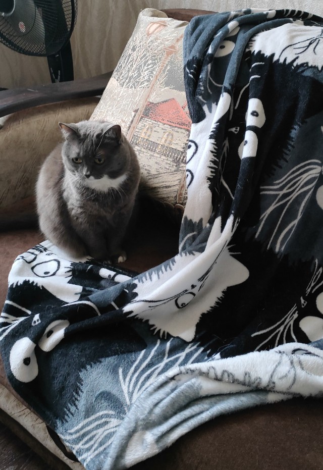 Котовторник же?