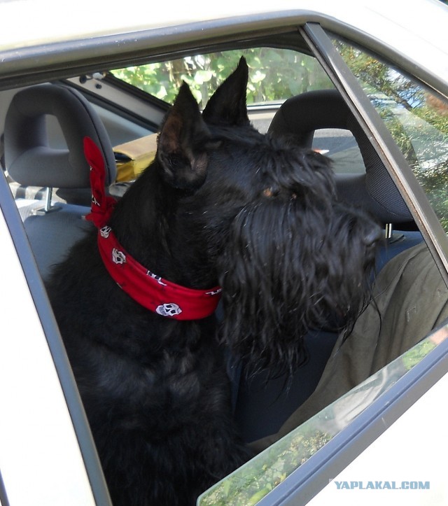 10 самых агрессивных пород собак