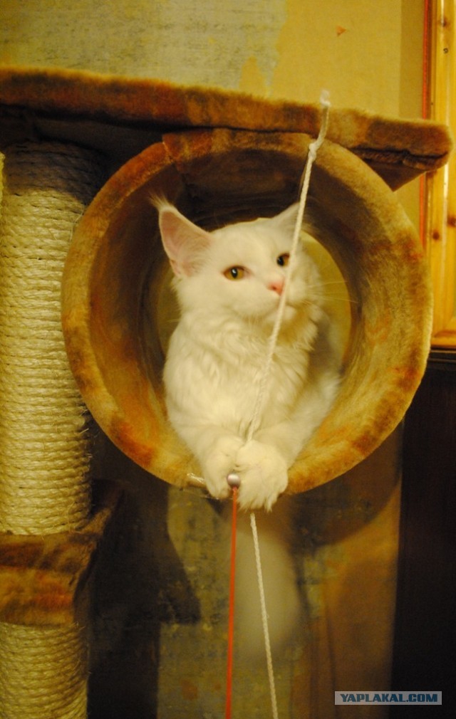 Немного о  Мейн Куне.