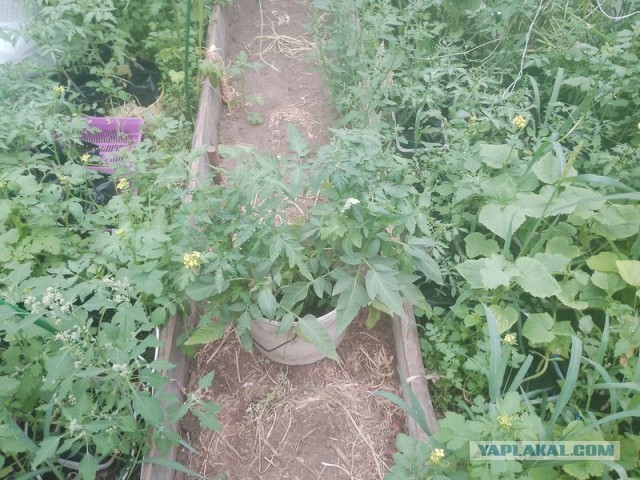 Жизнь домашнего приюта для котеек 544