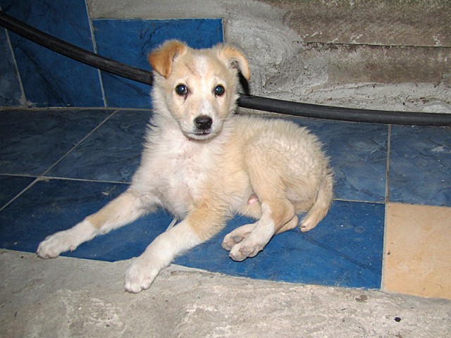 Будка своими руками.