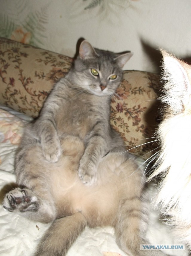 Котовторник 25.06.2013