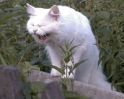 Кошки - облигатные хищники! К котовторнику