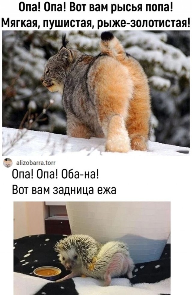 Картинки для деградации 72 (разной степени свежести)