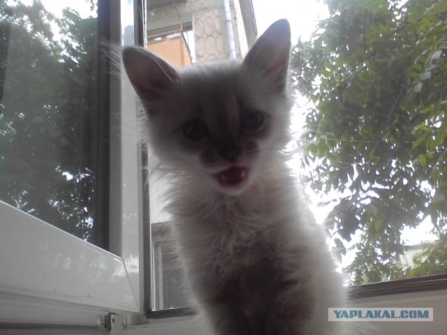 Котовторник 9.07.2013