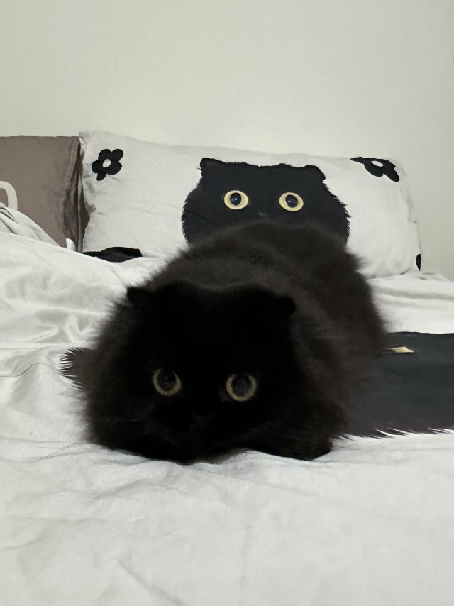 Пустота пушиста и глазаста (котовторник)