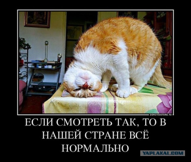 Что внутри кошки?