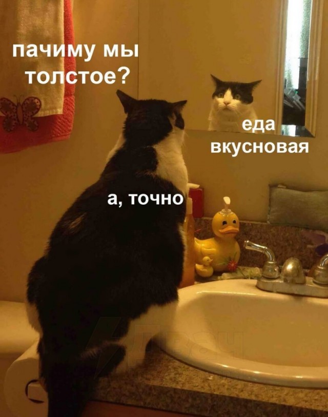 Картиночки, баянчики 15 февраля