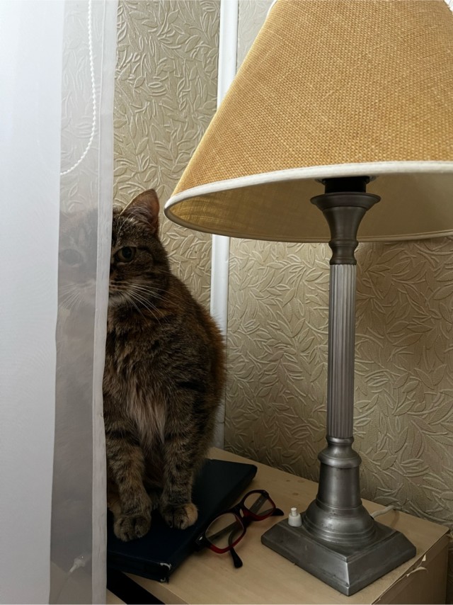 Девушка каждый день кормила бездомную кошку, а когда та родила единственного котёнка, то вежливо попросила забрать его