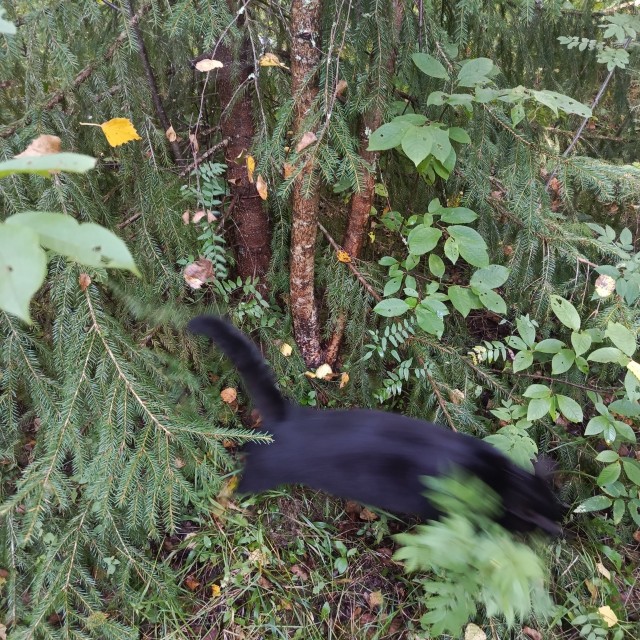 Мы вдвоём с котом