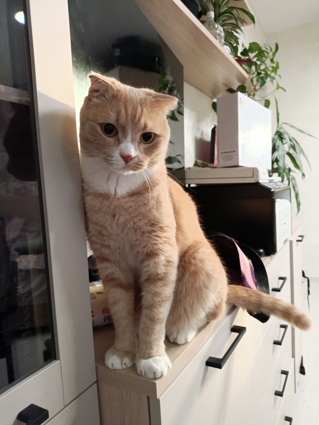 Фотки красивого кота.
