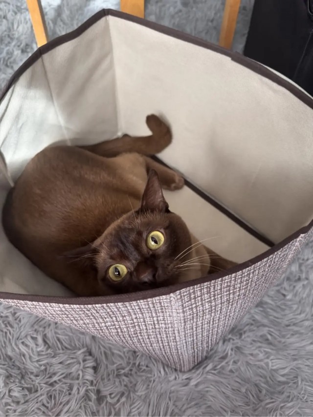 Котовторник