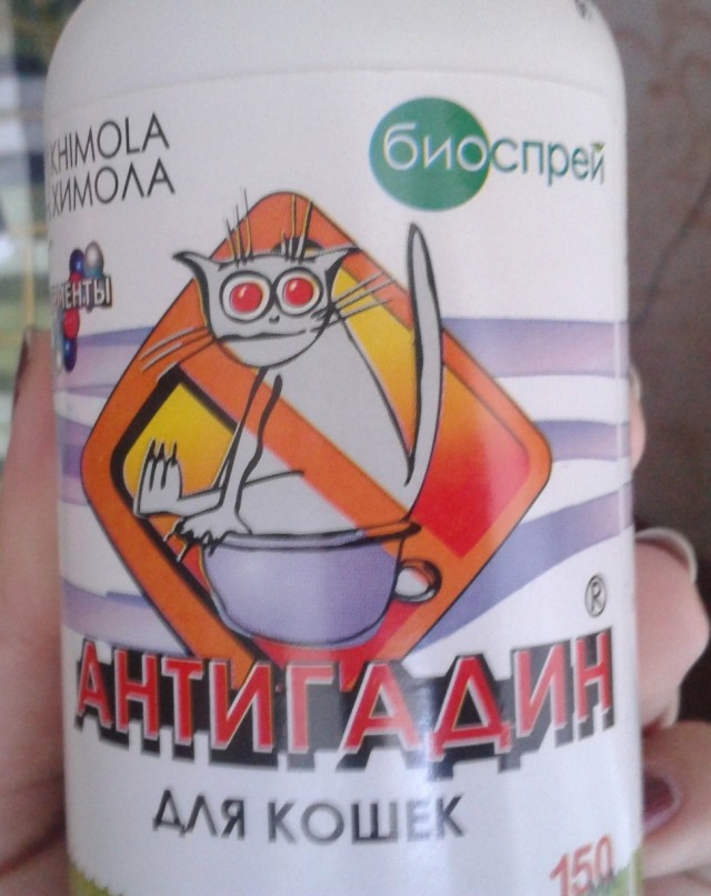 Новый член семьи