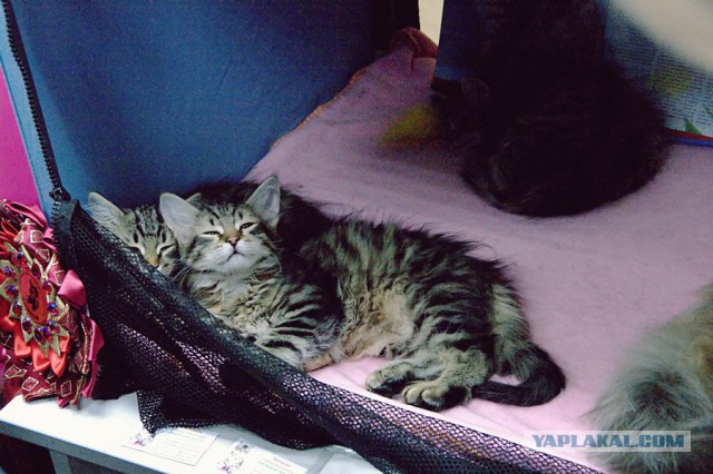Котовторник 6.05.2014