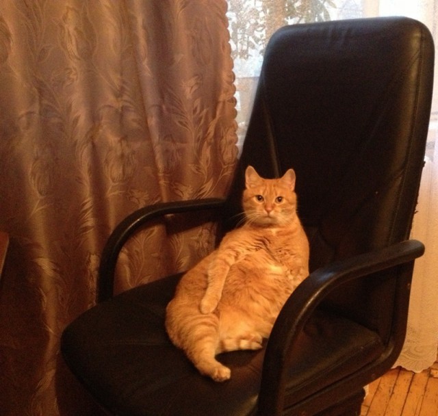 Котовторник 20.05.2014