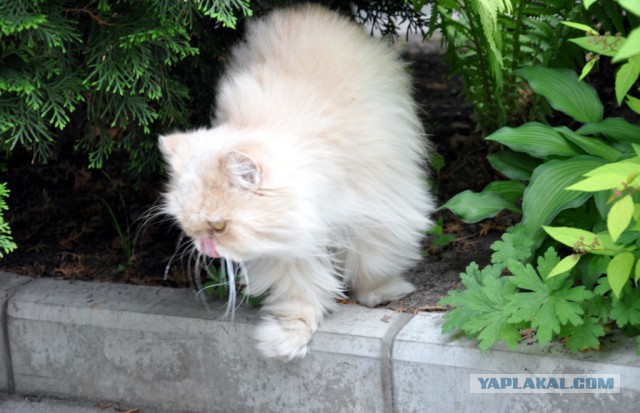 Котовторник 10.06.2014