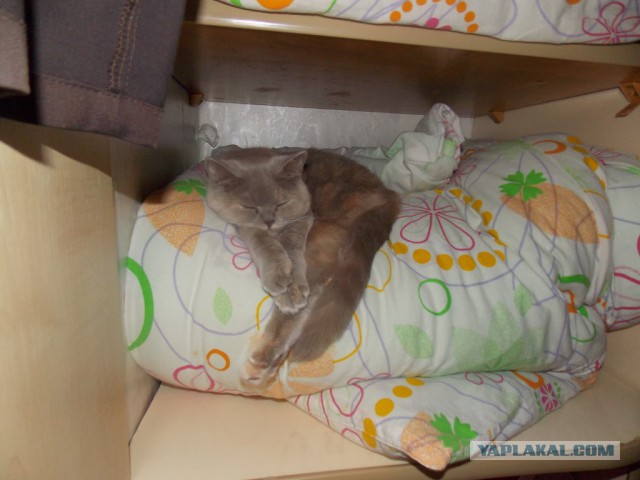 Котовторник 17.06.2014