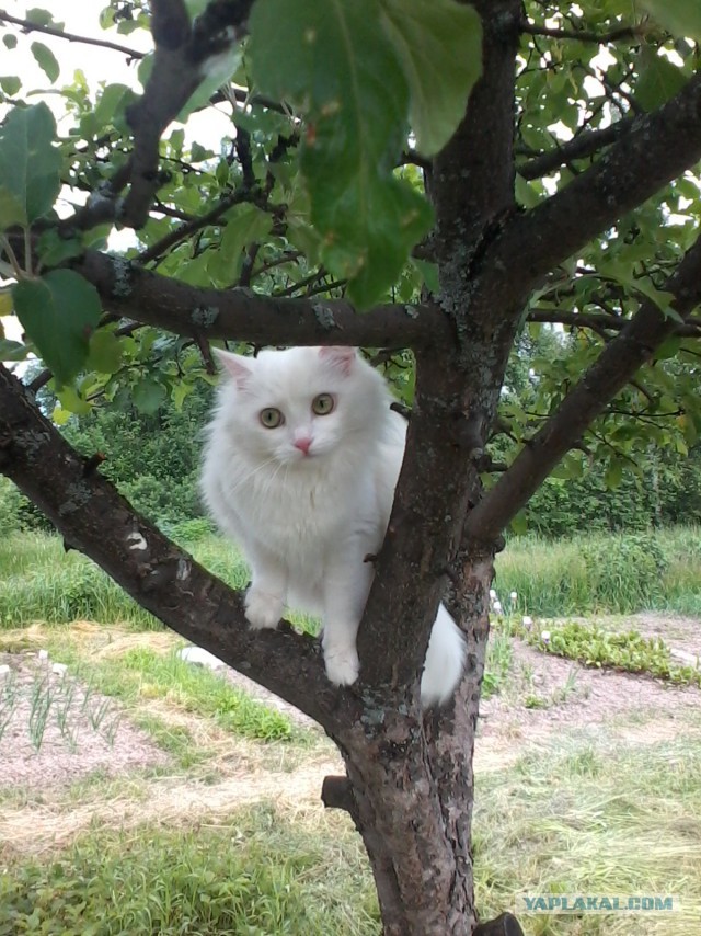 Котовторник 17.06.2014