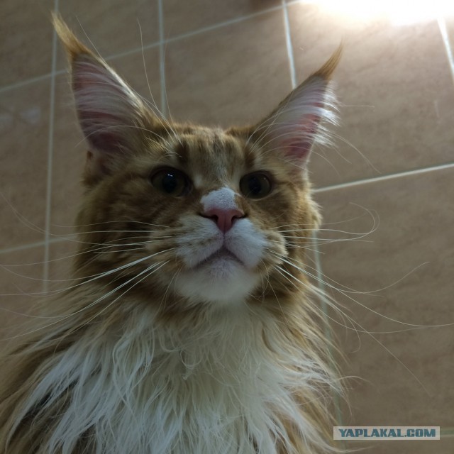 Котовторник 09.09.2014