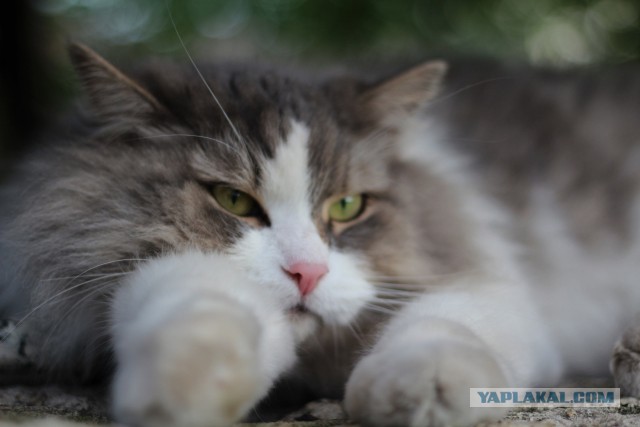 Котовторник 16.09.14