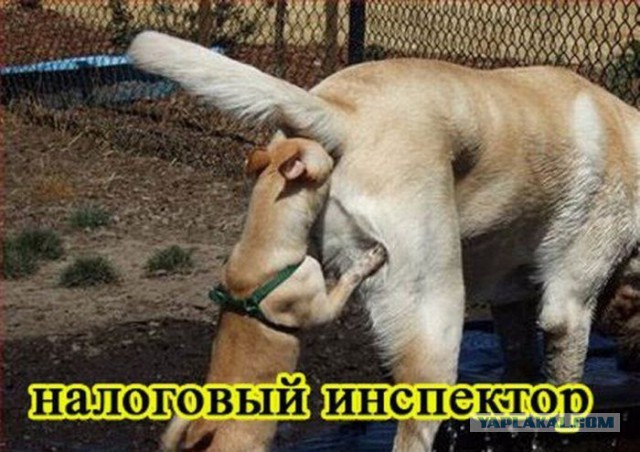 Бесконечная тема - смешные комментарии