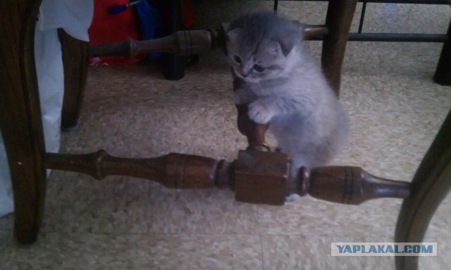 Котовторник 7.10.2014