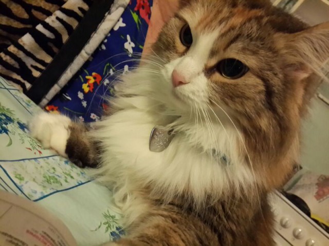 Котовторник 2.12.14