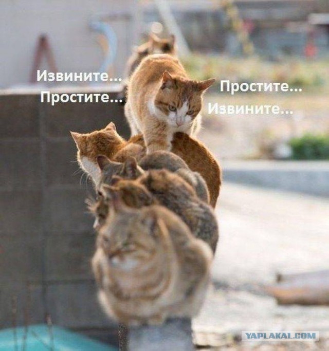 Весёлое из сети