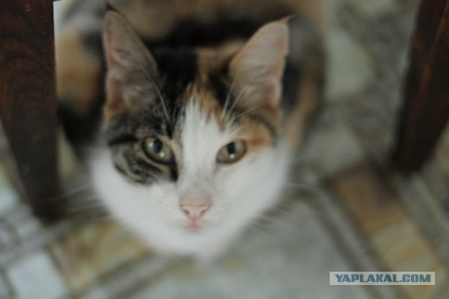 Котовторник 20.01.2015