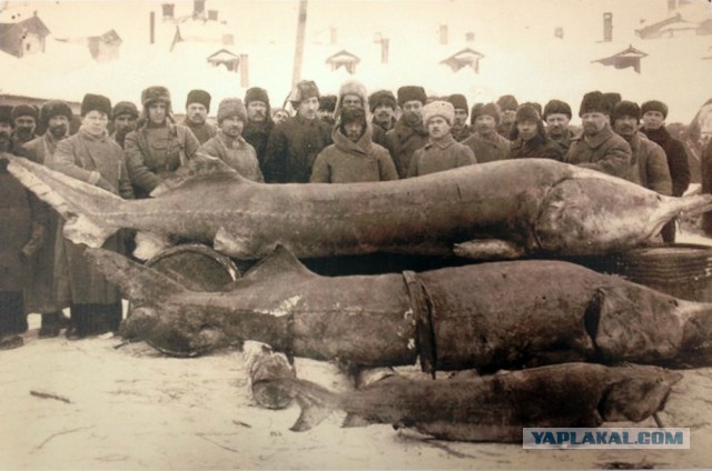 Браконьеры убивают Каспий