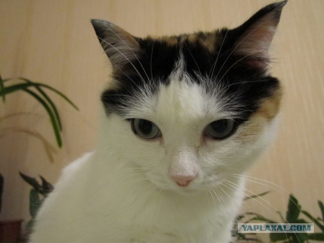 Котовторник 24.03.2015