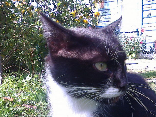 Котовторник 28.04.2015