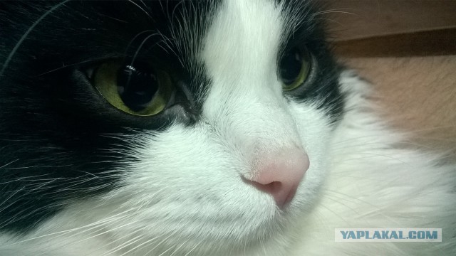 Котовторник  21.07.2015