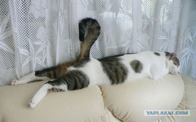 Как спят кошки....