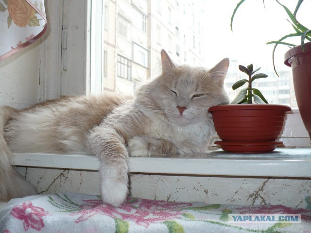 Котовторник  27.10.2015
