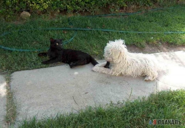 Коты, кошки, котята